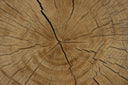 TEAK