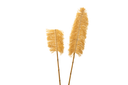 Natural agave leaf sticks