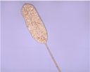 Water hyacinth leaf stick - small